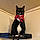 Izzy