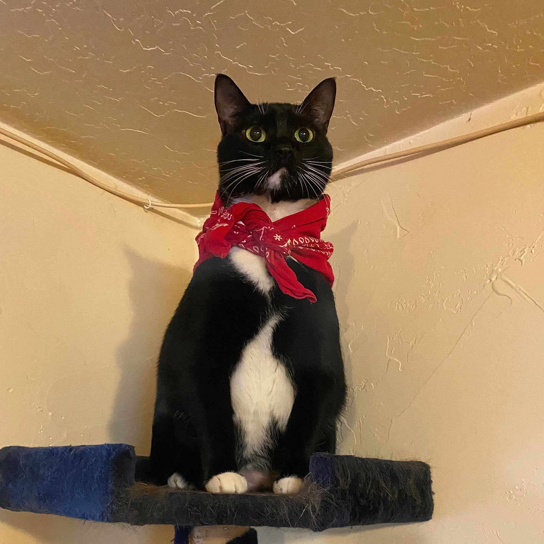 Izzy joined the competition — help win amazing prizes! alert, animal, bandana, black_and_white, cat, claws, curious, cute, domestic_cat, ears, feline, fur, household, indoor, paws, perch, pet, portrait, sitting, whiskers