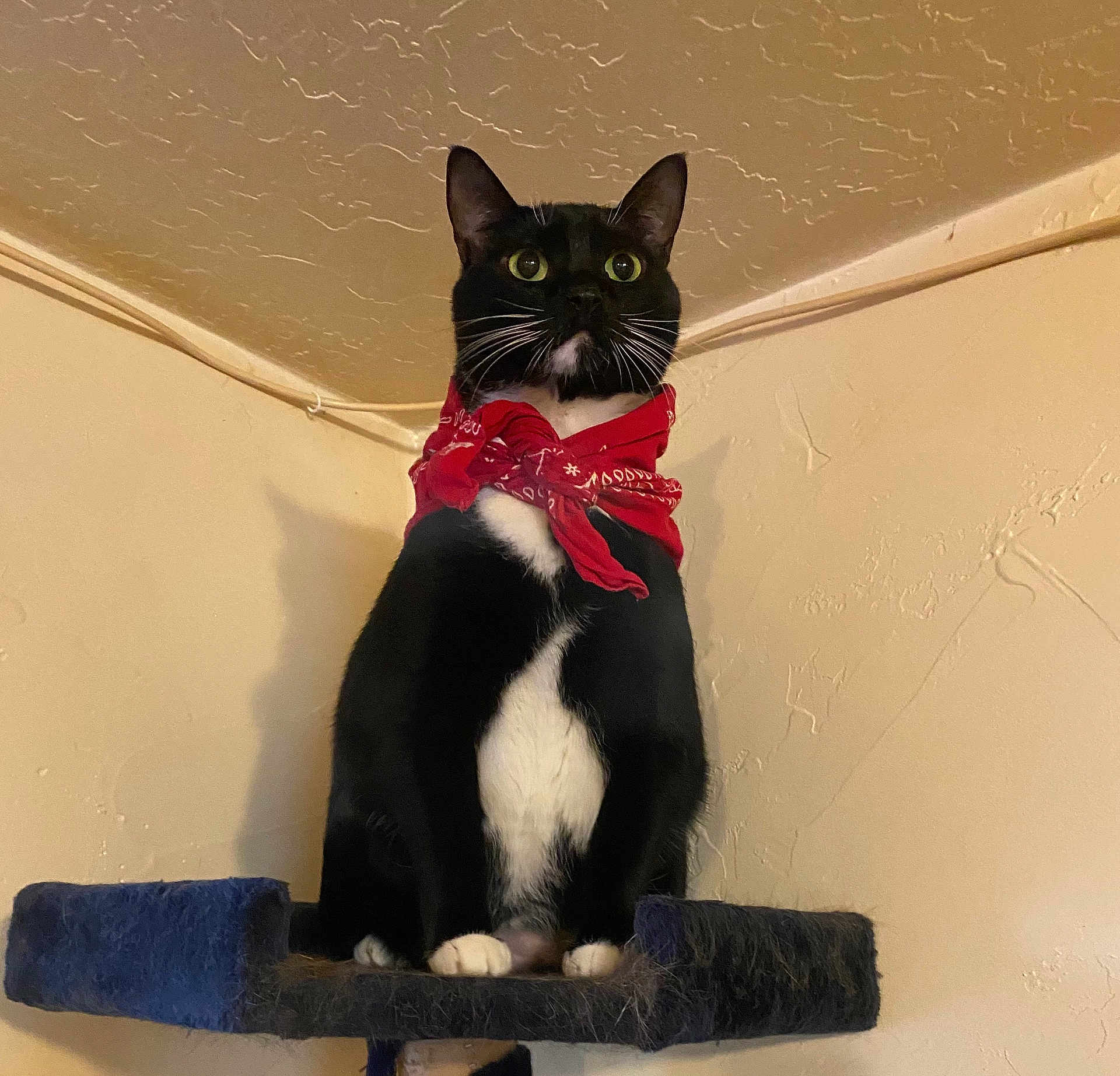 Izzy joined the competition — help win amazing prizes! cat, black_and_white, bandana, pet, indoor, feline, whiskers, perch, fur, animal, cute, alert, domestic_cat, sitting, portrait, ears, claws, paws, household, curious