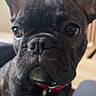 dog, french_bulldog, pet, close_up, indoor, brown_eyes, ears, collar, animal, canine, portrait, cute, small_dog, face, fur, looking, sitting, domestic, companion, adorable