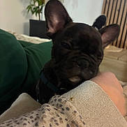 Oxo participe au concours pour gagner de l'argent avec cette photo : dog, french_bulldog, pet, indoor, plant, television, person, arm, sleeve, couch, living_room, blur, close_up, black_dog, canine, resting, cozy, casual, home, relaxed