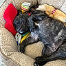 dog, sleeping, bed, plush_bed, toy, red_pillow, brindle, pet, indoor, cozy, relaxed, paw, fur, snuggled, resting, canine, cute, animal, domestic, comfort