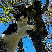Mireille a rejoint le concours — aidez-le/la à gagner de superbes lots ! animal, black_and_white, blossoms, branch, cat, climbing, close_up, curious, daylight, feline, greenery, leaves, nature, outdoor, pet, sky, spring, sunlight, tree, yellow_eyes