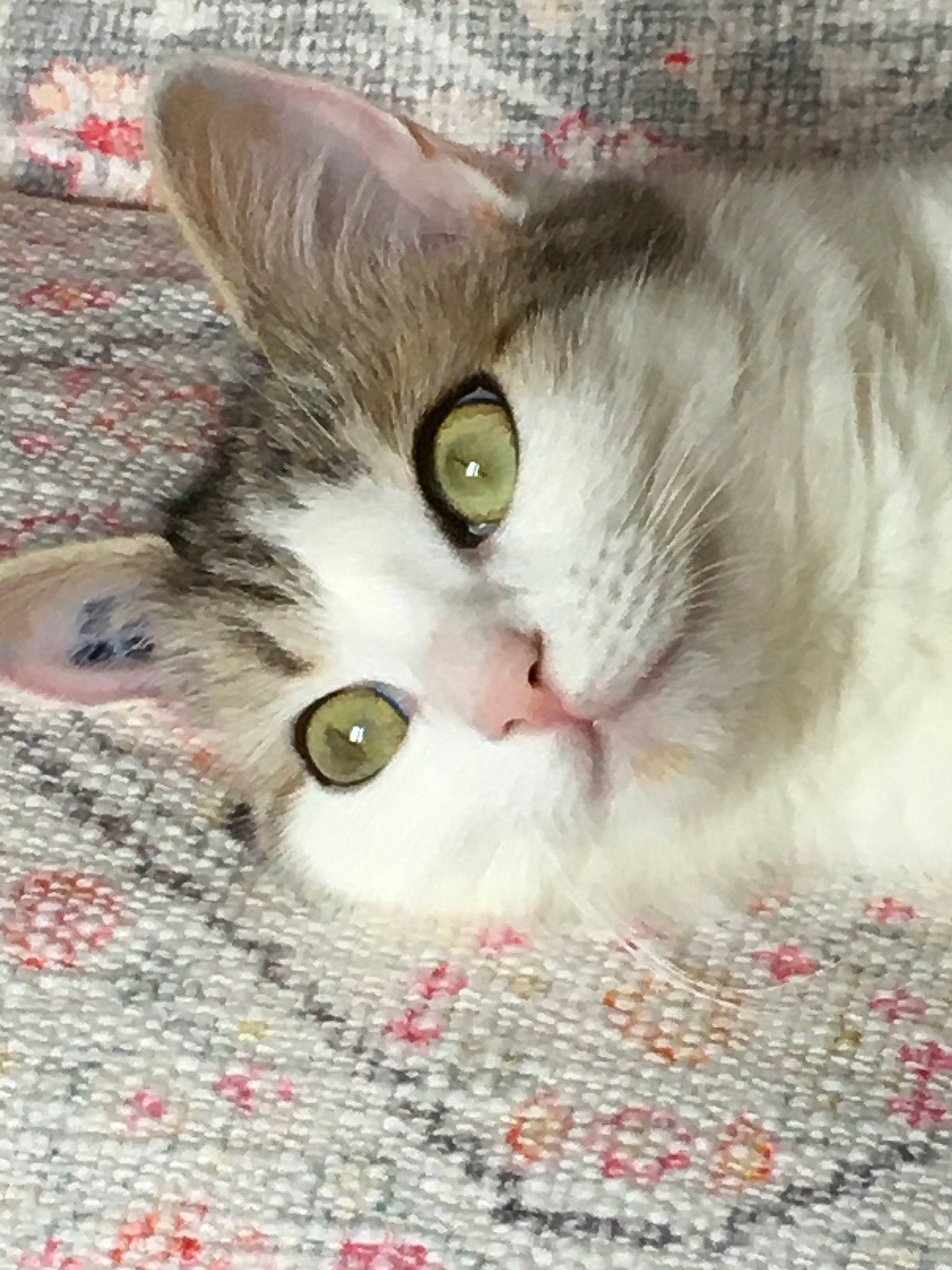 Kalia a rejoint le concours — aidez-le/la à gagner de superbes lots ! carnivore, cat, domestic_short_haired_cat, felidae, fur, pattern, paw, small_to_medium_sized_cats, snout, textile, whiskers, woven_fabric