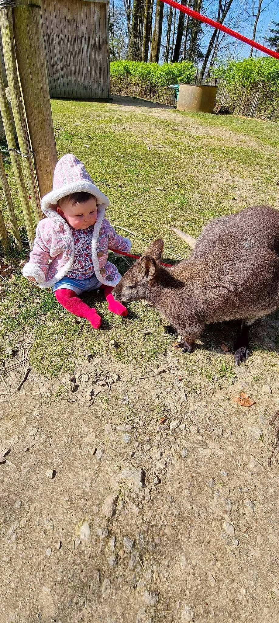 Lilou participe au concours pour gagner de l'argent avec cette photo : adaptation, baby, baby_toddler_clothing, child, fawn, grass, groundcover, hat, landscape, leaf, livestock, macropodidae, people_in_nature, person, plant, soil, sun_hat, terrestrial_animal, toddler, wallaby