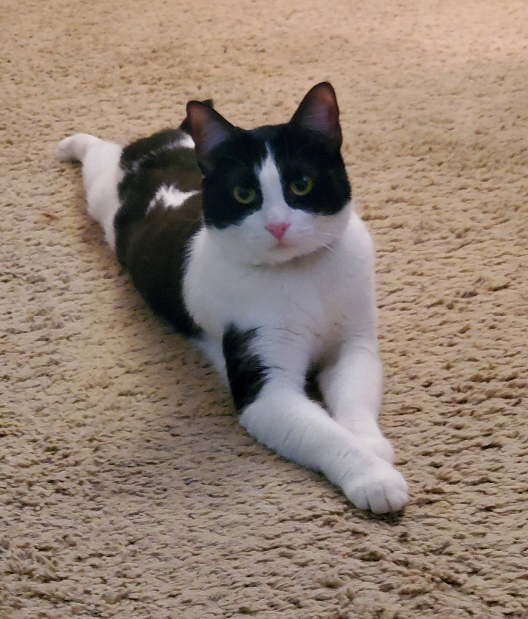 Mizuki joined the competition — help win amazing prizes! asphalt, carnivore, cat, domestic_short_haired_cat, eye, felidae, flooring, foot, fur, grey, hardwood, human_leg, paw, road_surface, sitting, small_to_medium_sized_cats, snout, tail, whiskers, wood