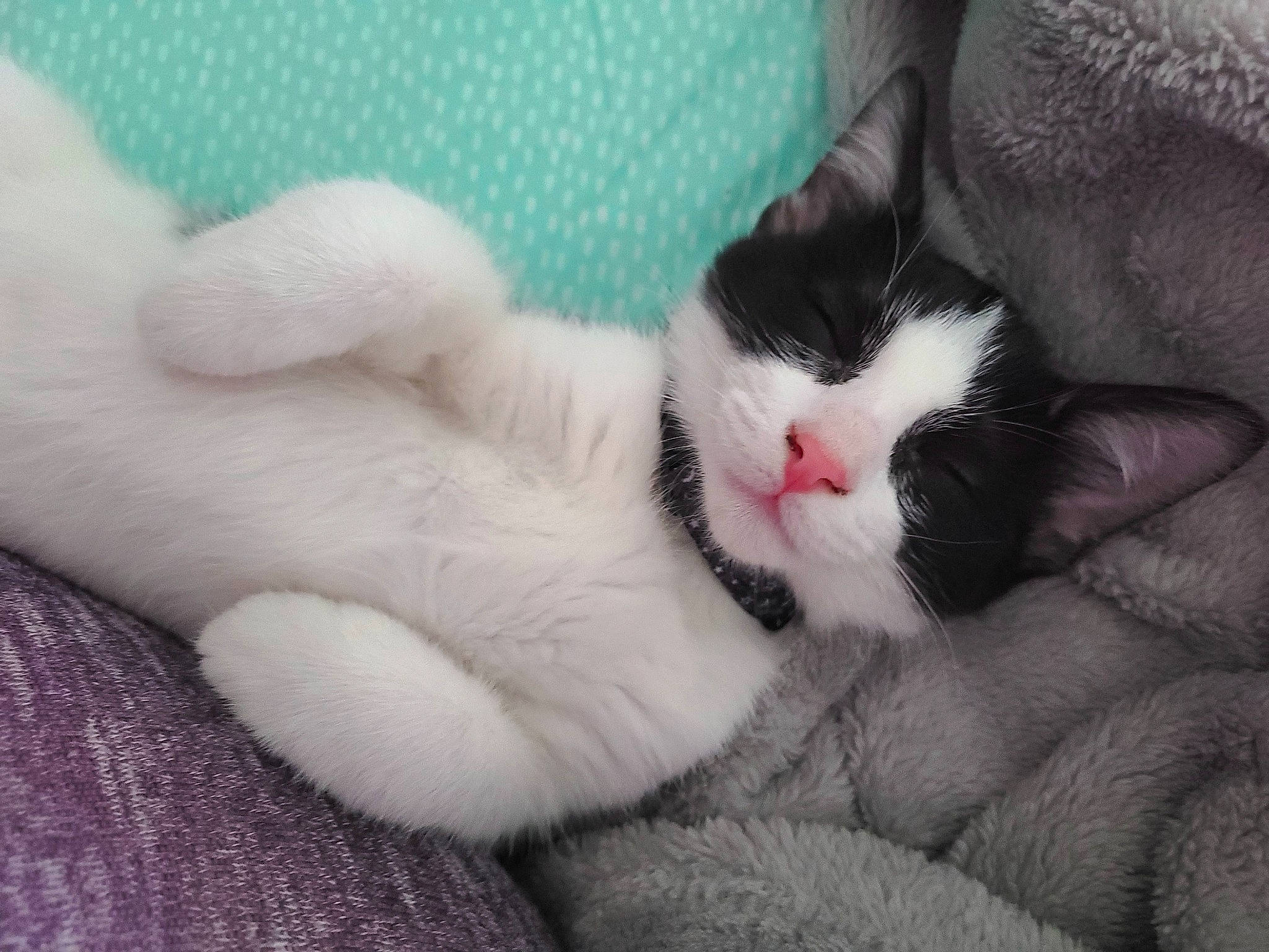 Mizuki is registered to the contest to win money with this photo: carnivore, cat, claw, comfort, domestic_short_haired_cat, eye, felidae, foot, fur, hand, human_leg, nap, paw, small_to_medium_sized_cats, snout, tail, whiskers