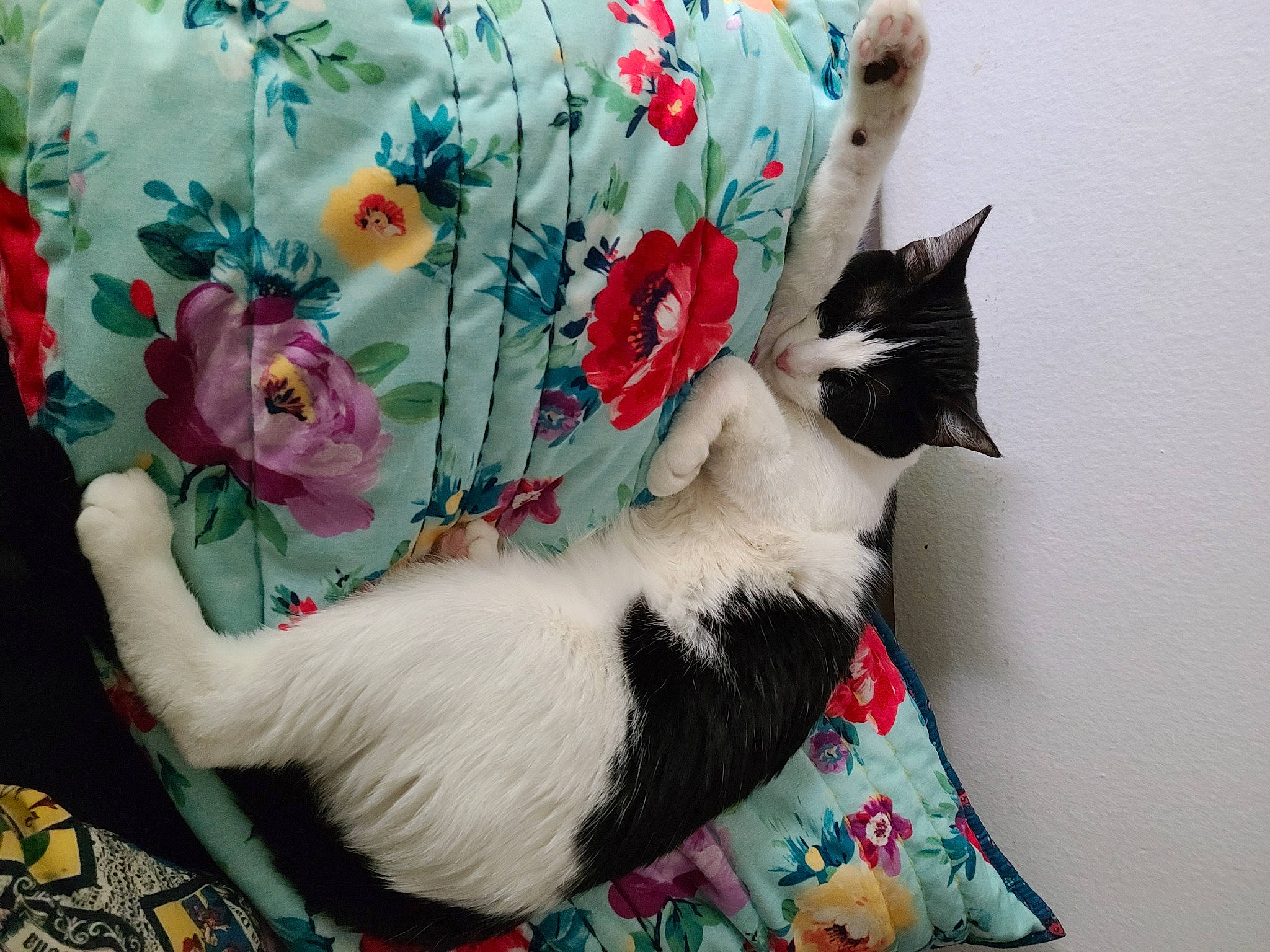 Mizuki joined the competition — help win amazing prizes! bag, carnivore, cat, cat_supply, chair, comfort, companion_dog, fawn, felidae, flower, fur, grey, hat, lap, linens, plant, small_to_medium_sized_cats, tail, tree, whiskers