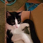 Mizuki is registered to the contest to win money with this photo: box, cardboard, carnivore, carton, cat, chair, comfort, domestic_short_haired_cat, felidae, fur, packaging_and_labeling, packing_materials, paper_product, shipping_box, small_to_medium_sized_cats, tail, tree, whiskers, wood