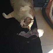 Deloof a rejoint le concours — aidez-le/la à gagner de superbes lots ! cat, indoor, rug, sunlight, relaxed, fluffy, pet, scratching_post, floor, tile, shadow, cozy, animal, feline, laying_down, whiskers, ears, light, home, comfort