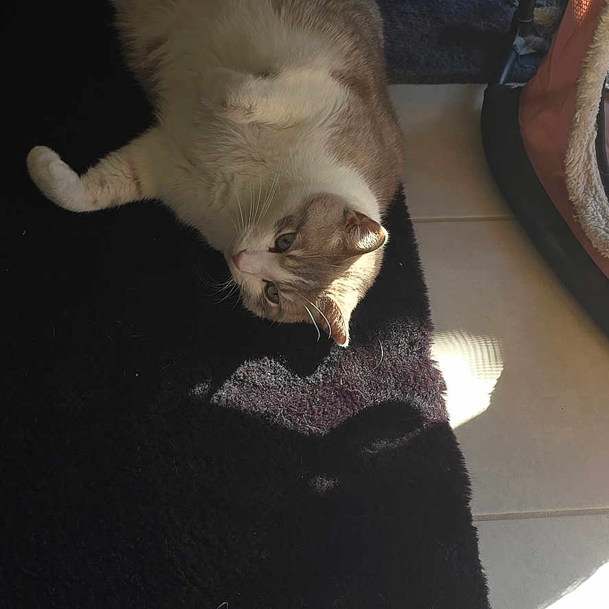 Deloof a rejoint le concours — aidez-le/la à gagner de superbes lots ! animal, cat, comfort, cozy, ears, feline, floor, fluffy, home, indoor, laying_down, light, pet, relaxed, rug, scratching_post, shadow, sunlight, tile, whiskers