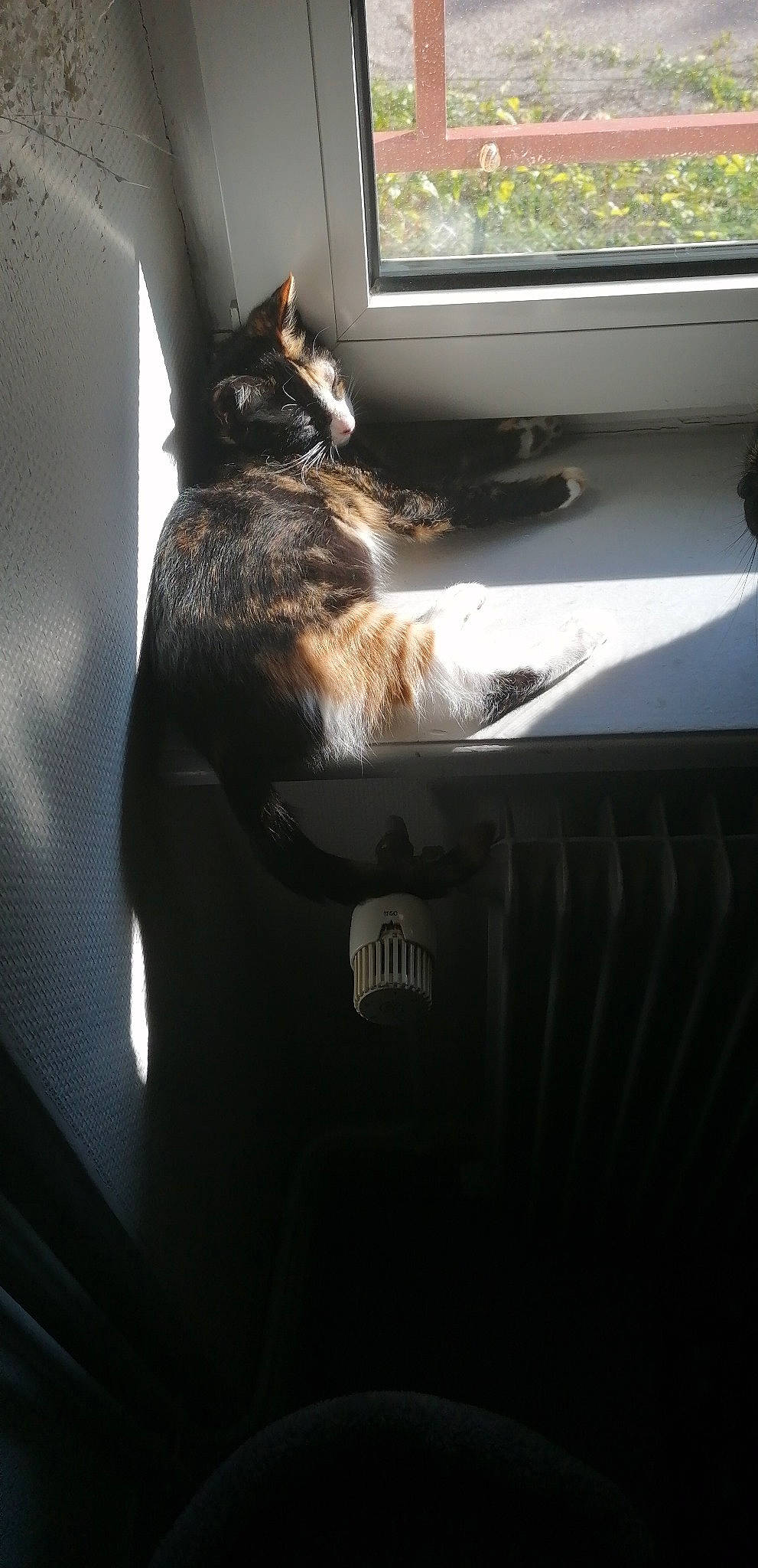 Athena