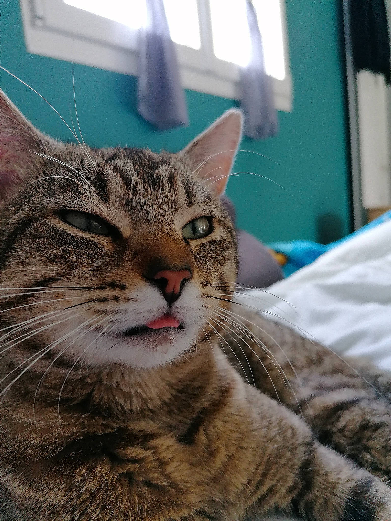 Plume a rejoint le concours — aidez-le/la à gagner de superbes lots ! carnivore, cat, domestic_short_haired_cat, felidae, fur, small_to_medium_sized_cats, snout, terrestrial_animal, whiskers