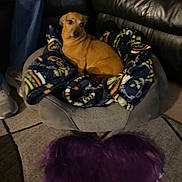 Cinnamon is registered to the contest to win money with this photo: animal, blanket, canine, cat, chihuahua, couch, cushion, dog, dogbed, furniture, homedecor, hound, pet, puppy
