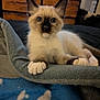 animal, blanket, blue_eyes, cat, cozy, curious, cute, domestic_cat, fur, furniture, indoor, kitten, paws, pet, portrait, resting, siamese, soft, whiskers, young