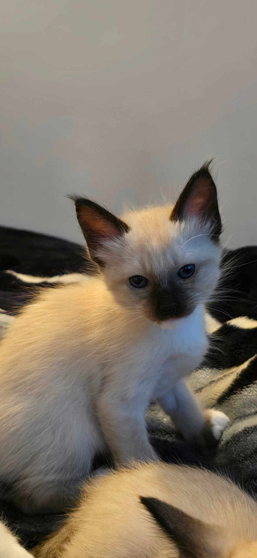 Tao a rejoint le concours — aidez-le/la à gagner de superbes lots ! kitten, cat, siamese, fur, ears, blue_eyes, pet, animal, cute, young, feline, whiskers, indoor, blanket, cozy, soft, sitting, curious, portrait, domestic