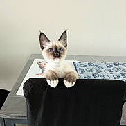 Tao a rejoint le concours — aidez-le/la à gagner de superbes lots ! animal, black_chair, blanket, blue_eyes, cat, chair, curious, cute, domestic, feline, fur, indoor, kitten, looking_up, paw_prints, paws, pet, siamese, table, young
