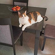 Ruby participe au concours pour gagner de l'argent avec cette photo : cat, calico_cat, dining_table, chair, fruit_bowl, apple, floor, indoor, pet, feline, animal, relaxing, home, furniture, tabletop, looking, domestic, quiet, resting, curious