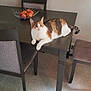 cat, calico_cat, dining_table, chair, fruit_bowl, apple, floor, indoor, pet, feline, animal, relaxing, home, furniture, tabletop, looking, domestic, quiet, resting, curious