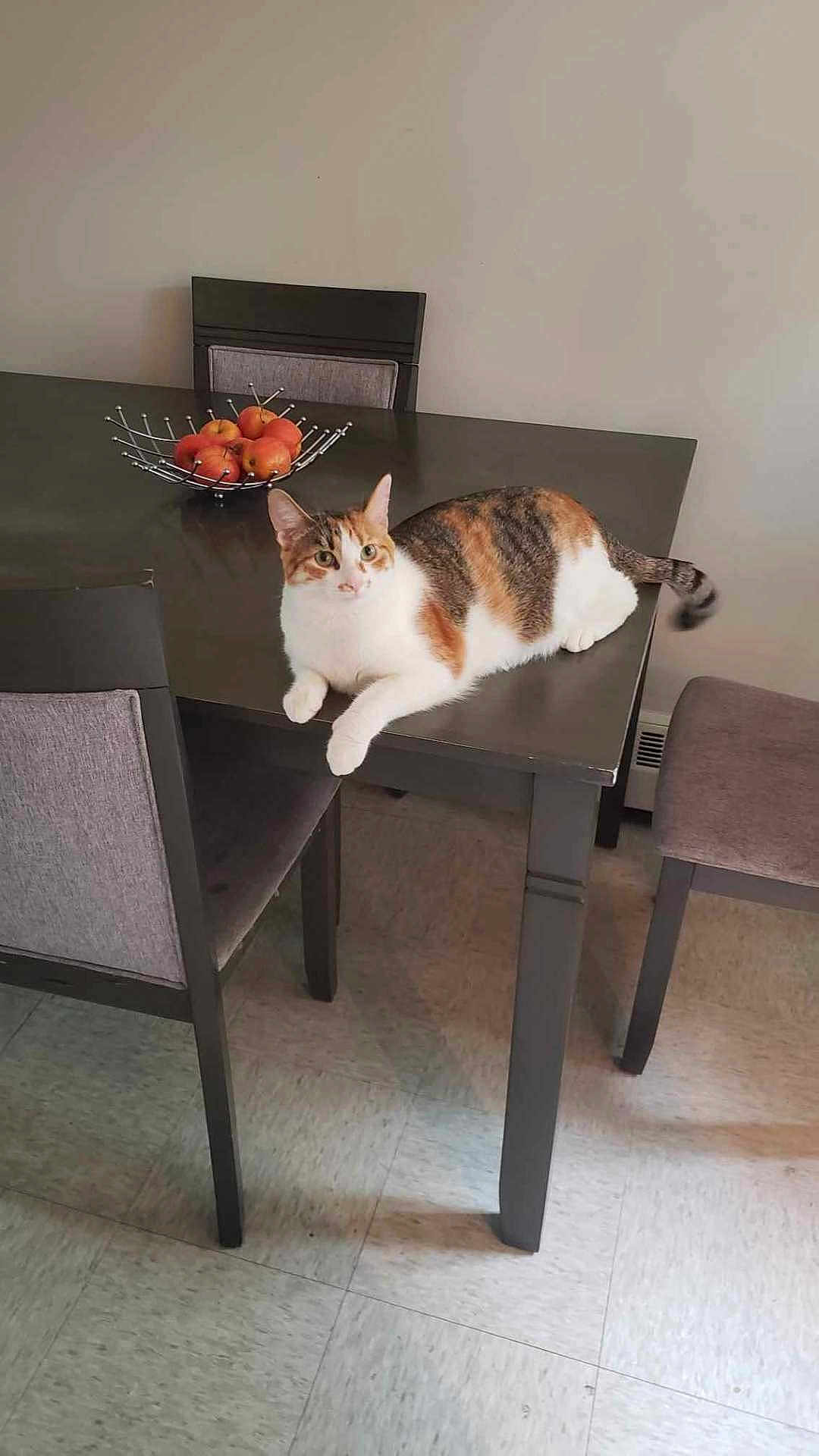 Ruby participe au concours pour gagner de l'argent avec cette photo : cat, calico_cat, dining_table, chair, fruit_bowl, apple, floor, indoor, pet, feline, animal, relaxing, home, furniture, tabletop, looking, domestic, quiet, resting, curious