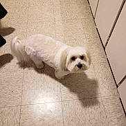 Teddy participe au concours pour gagner de l'argent avec cette photo : dog, white_dog, pet, floor, tile_floor, indoor, kitchen, cabinet, shadow, curious, fur, small_dog, companion, animal, domestic, looking_up, cute, standing, home, quiet