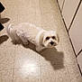 dog, white_dog, pet, floor, tile_floor, indoor, kitchen, cabinet, shadow, curious, fur, small_dog, companion, animal, domestic, looking_up, cute, standing, home, quiet