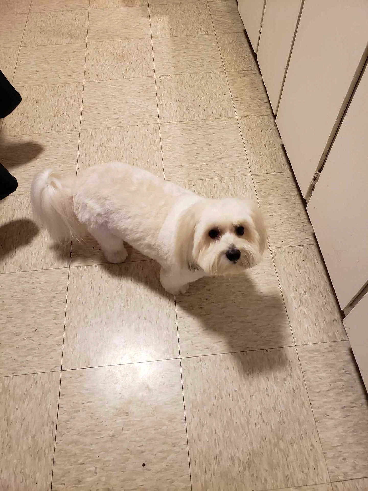 Teddy participe au concours pour gagner de l'argent avec cette photo : dog, white_dog, pet, floor, tile_floor, indoor, kitchen, cabinet, shadow, curious, fur, small_dog, companion, animal, domestic, looking_up, cute, standing, home, quiet