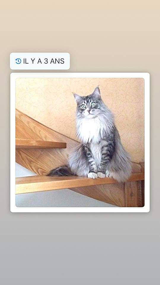 Iouna participe au concours pour gagner de l'argent avec cette photo : box, carnivore, cat, domestic_short_haired_cat, felidae, font, fur, grey, output_device, paw, photo_caption, rectangle, sitting, small_to_medium_sized_cats, tail, terrestrial_animal, whiskers, wildlife, window, wood