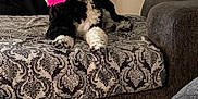Watson joined the competition — help win amazing prizes! dog, toy, couch, patterned_fabric, living_room, stuffed_animals, spray_bottle, black_and_white, pet, indoor, relaxed, fur, floor_tiles, furniture, household_item, domestic, playful, animal, comfort, resting