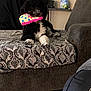 dog, toy, couch, patterned_fabric, living_room, stuffed_animals, spray_bottle, black_and_white, pet, indoor, relaxed, fur, floor_tiles, furniture, household_item, domestic, playful, animal, comfort, resting