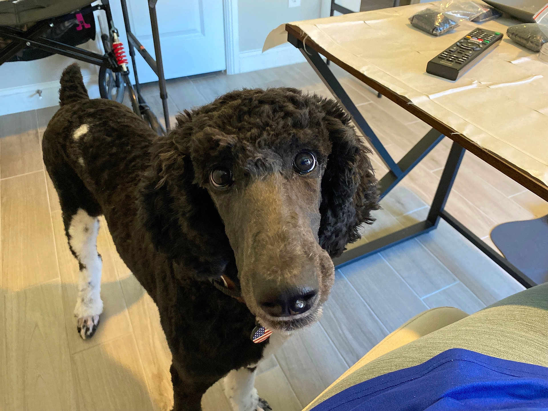 Watson joined the competition — help win amazing prizes! dog, poodle, black_and_white, indoor, floor, table, remote_control, bag, collar, pet, animal, curious, looking_up, wooden_floor, tile_floor, furniture, domestic, close_up, companion, household