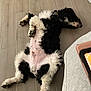 Watson is registered to the contest to win money with this photo: dog, puppy, lying_down, floor, wooden_floor, black_and_white, fluffy, relaxed, indoor, pet, belly_up, sleeping, resting, fur, domestic_animal, animal, cute, canine, home, cozy