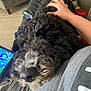 Watson is registered to the contest to win money with this photo: dog, pet, black_dog, curly_fur, close_up, resting, lap, hand, petting, indoor, couch, tablet, screen, gray_fur, cozy, relaxing, person, casual, comfort, animal