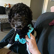 Watson is registered to the contest to win money with this photo: dog, toy, hand, indoor, curly_fur, black_and_white, playful, couch, person, living_room, plush_toy, pet, furniture, carpet, interaction, close_up, paw, play, cozy, home