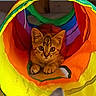kitten, cat, colorful, rainbow, tunnel, indoor, curious, playful, pet, animal, feline, young, paws, ears, floor, wooden_floor, toy, bright, cute, small