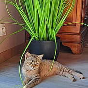 Buddy participe au concours pour gagner de l'argent avec cette photo : cat, tabby_cat, plant, potted_plant, wooden_floor, sunlight, indoor, furniture, cabinet, relaxing, pet, animal, green_leaves, shadow, flooring, cozy, domestic, resting, home, natural_light