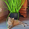 cat, tabby_cat, plant, potted_plant, wooden_floor, sunlight, indoor, furniture, cabinet, relaxing, pet, animal, green_leaves, shadow, flooring, cozy, domestic, resting, home, natural_light