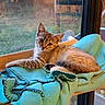 cat, kitten, blanket, hammock, window, indoor, pet, cozy, feline, curious, relaxed, resting, fur, animal, domestic, blue, soft, daylight, home, cute
