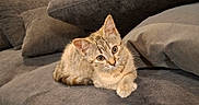 Buddy participe au concours pour gagner de l'argent avec cette photo : kitten, cat, tabby, pet, animal, indoor, couch, pillow, furniture, cute, fur, whiskers, relaxing, small, young, domestic, cozy, resting, looking, soft