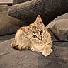 kitten, cat, tabby, pet, animal, indoor, couch, pillow, furniture, cute, fur, whiskers, relaxing, small, young, domestic, cozy, resting, looking, soft
