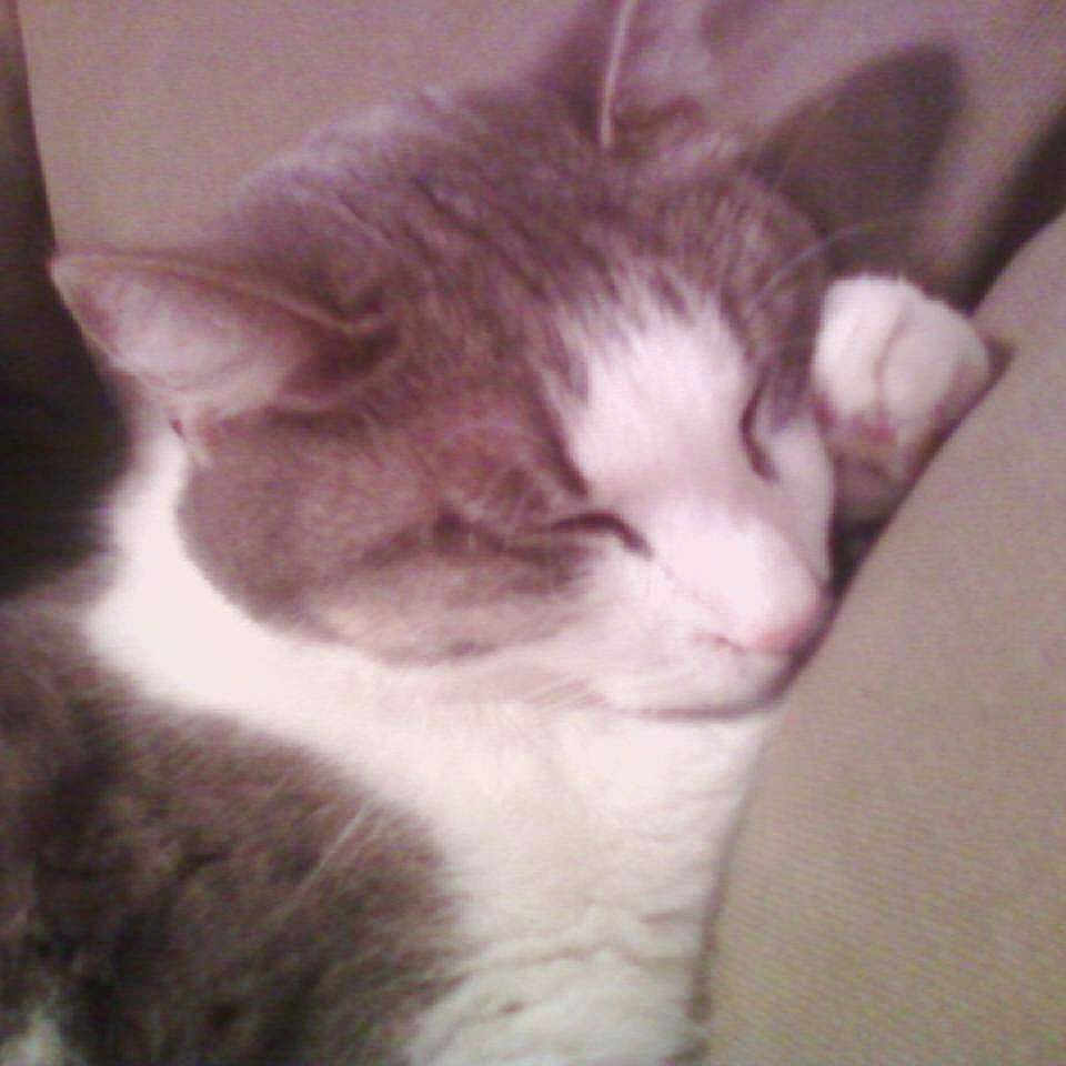 Ashes joined the competition — help win amazing prizes!