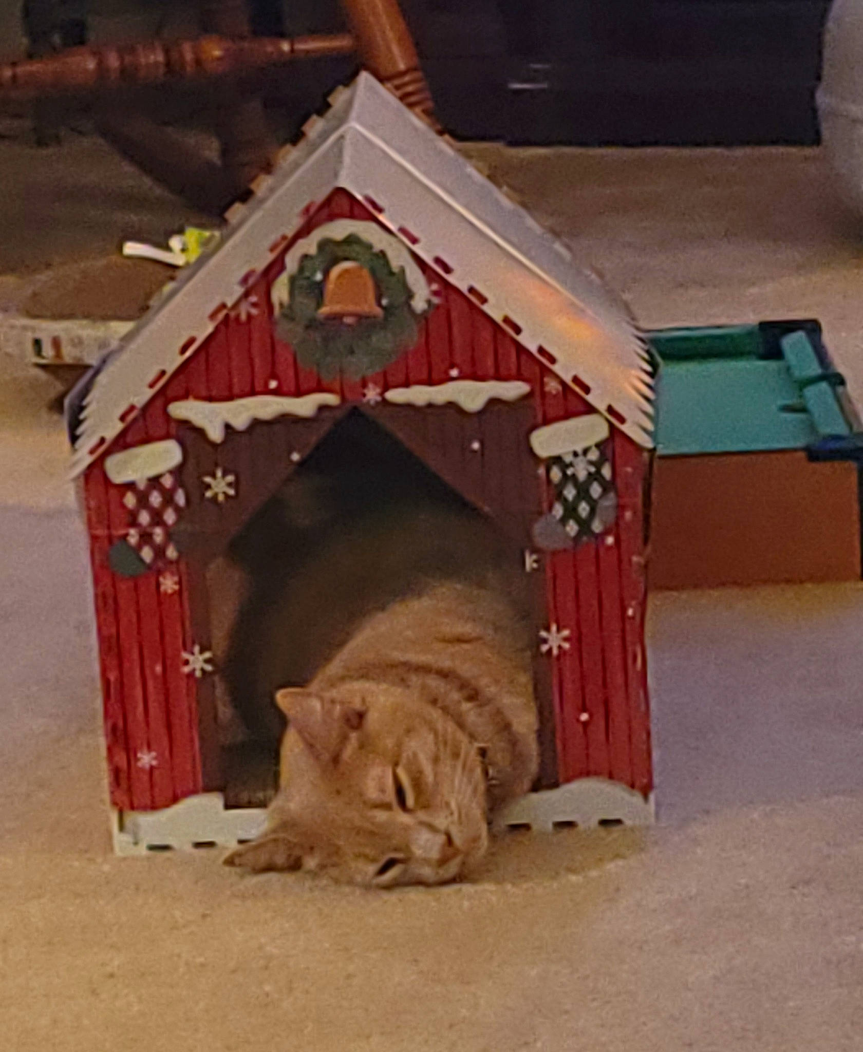 Duke joined the competition — help win amazing prizes! birdhouse, carnivore, cat, cat_bed, cat_supply, dog_supply, doghouse, domestic_short_haired_cat, fawn, felidae, house, hut, kennel, pet_supply, play, small_to_medium_sized_cats, tail, toy, whiskers, wood