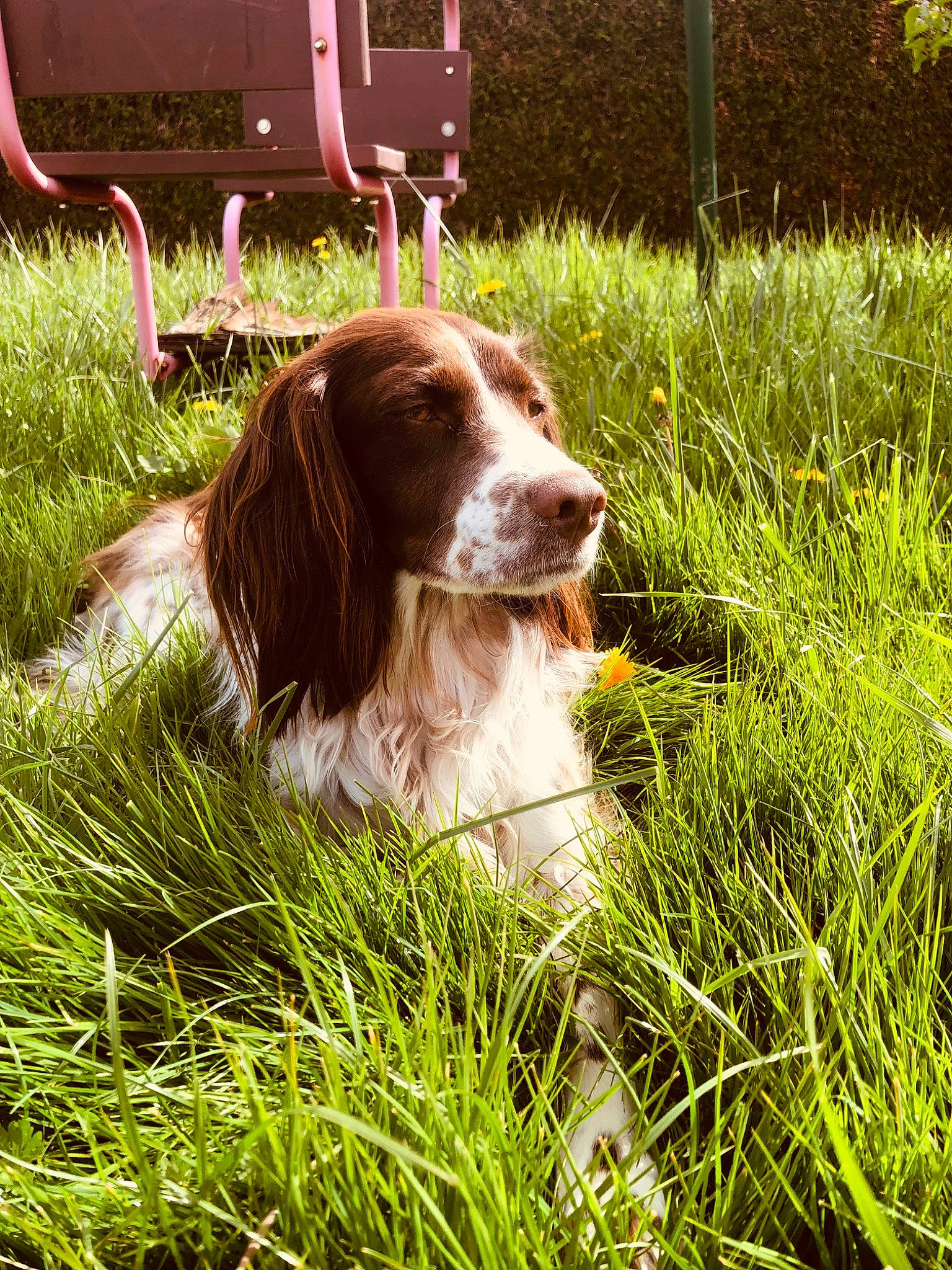 Maddy a rejoint le concours — aidez-le/la à gagner de superbes lots ! canidae, carnivore, companion_dog, dog, dog_breed, fawn, fur, grass, gun_dog, hunting_dog, irish_red_and_white_setter, liver, plant, pointing_breed, russian_spaniel, snout, spaniel, sporting_group, terrestrial_animal, working_dog