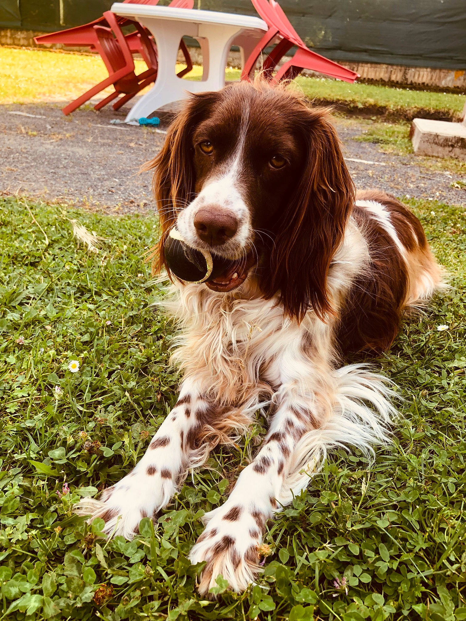 Maddy a rejoint le concours — aidez-le/la à gagner de superbes lots ! canidae, carnivore, companion_dog, dog, dog_breed, fur, grass, gun_dog, hunting_dog, irish_red_and_white_setter, liver, plant, pointing_breed, snout, spaniel, sporting_group, welsh_springer_spaniel, working_dog