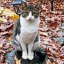 animal, autumn, cat, fall_leaves, fur, garden_lantern, green_eyes, leaves, mammal, nature, outdoor, pet, rock, seasonal, sitting, tabby_cat, tree_leaves, whiskers, white_cat, wildlife