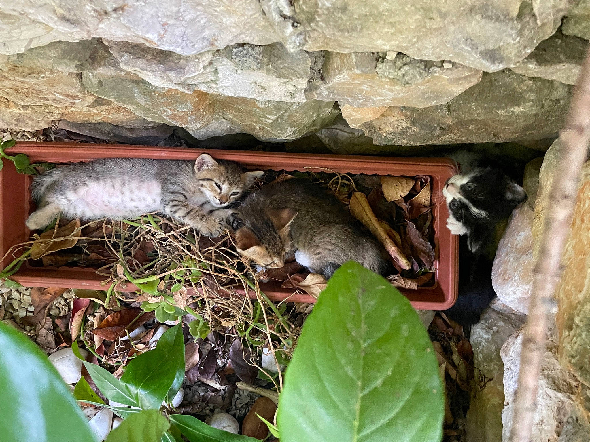 Pedro participe au concours pour gagner de l'argent avec cette photo : cat, domestic_short_haired_cat, felidae, grass, groundcover, herb, houseplant, leaf_vegetable, mammal, plant, small_to_medium_sized_cats, tail, terrestrial_animal, terrestrial_plant, whiskers, wildlife, wood
