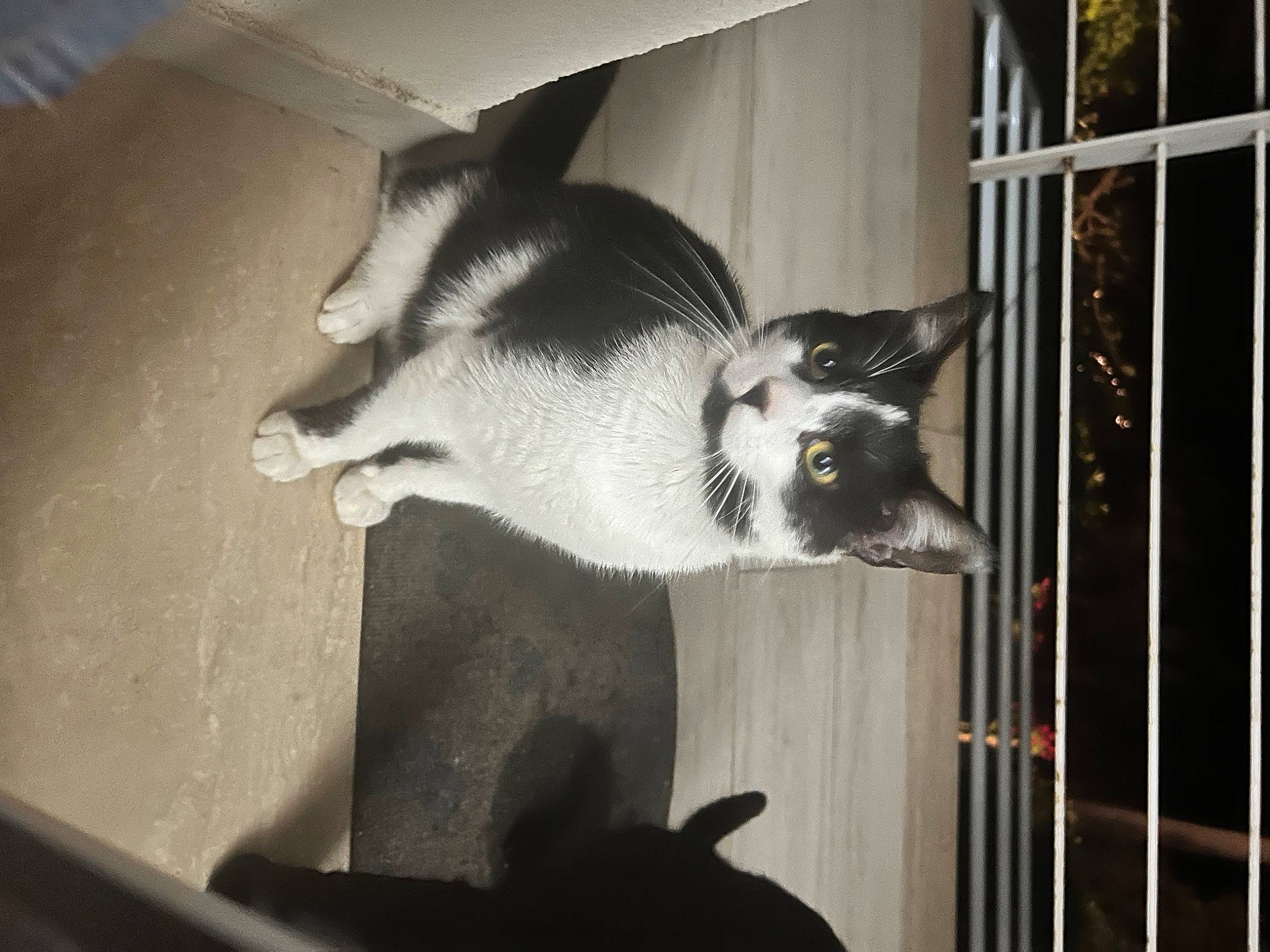 Pedro a rejoint le concours — aidez-le/la à gagner de superbes lots ! animal_shelter, cage, canidae, cat, domestic_short_haired_cat, felidae, fur, metal, pet_supply, shadow, small_to_medium_sized_cats, tail, whiskers, window