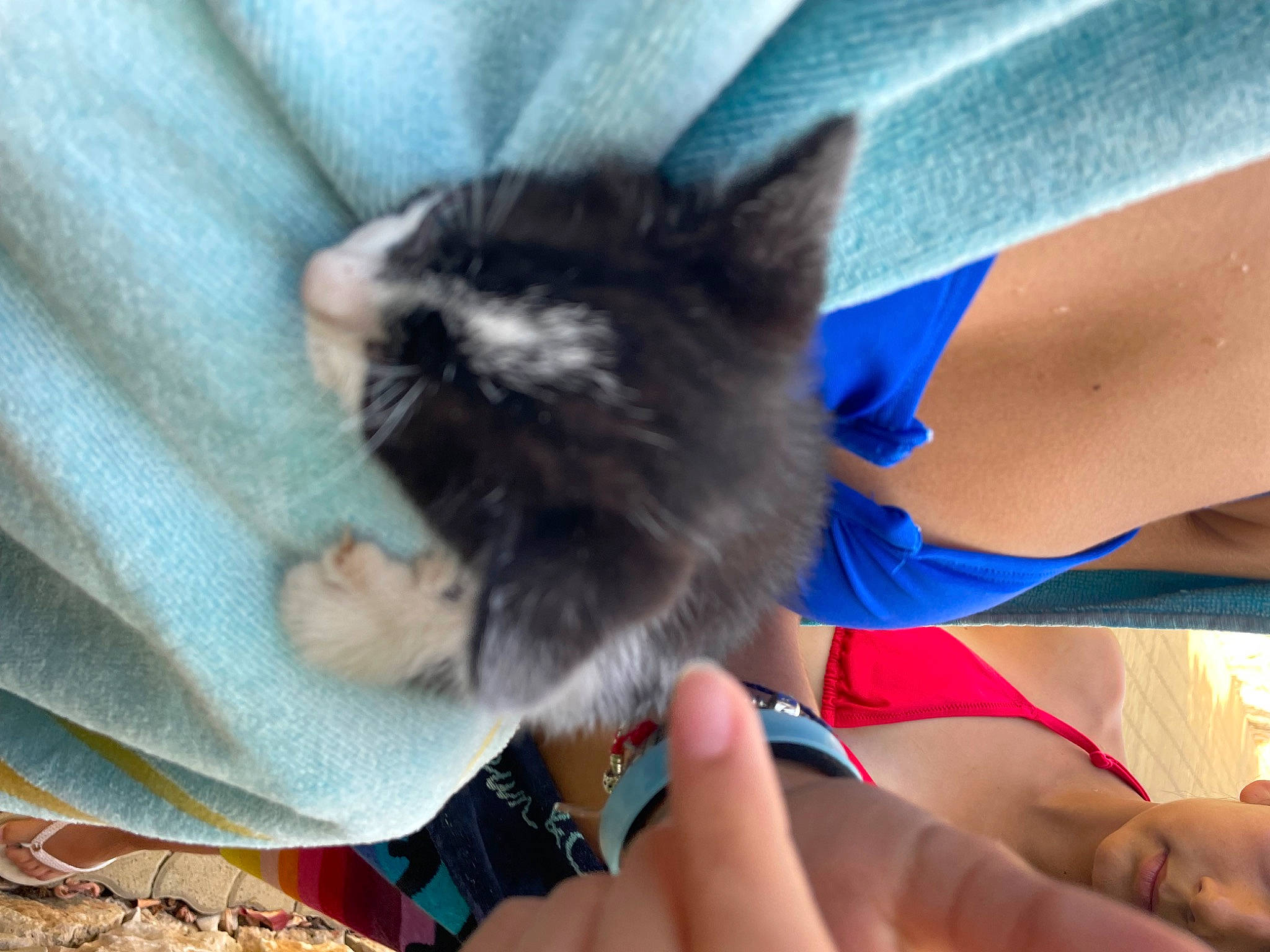 Pedro participe au concours pour gagner de l'argent avec cette photo : barefoot, calf, carnivore, cat, comfort, domestic_short_haired_cat, electric_blue, felidae, finger, foot, fur, gesture, human_leg, knee, leg, nail, small_to_medium_sized_cats, tail, thigh, whiskers