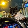 cat, black_and_white_cat, sweater, car_interior, steering_wheel, dashboard, night, streetlamp, window, lights, vehicle, pet, animal, cozy, curious, domestic_cat, indoor, technology, speedometer, dashboard_lights
