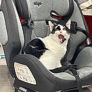 Taro a rejoint le concours — aidez-le/la à gagner de superbes lots ! animal, black_and_white, car_seat, cat, child_seat, cute, domestic, ears, eyes, fabric, floor, fur, indoor, mouth, open_mouth, pet, seatbelt, sitting, surprised, whiskers